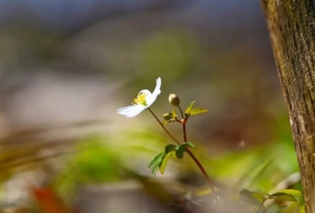 蜗牛吃菜怎么办？
