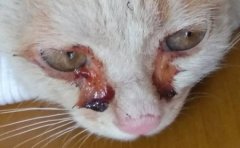 常见的猫咪皮肤病有哪些医治和预防猫癣