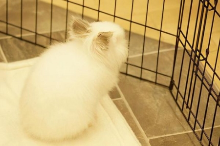 常见的猫咪皮肤病有哪些？如何医治和预防猫癣？