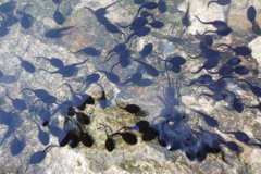 世界上最高的长颈鹿有多高