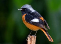 飞的最快的鸟418公里小时的军舰鸟