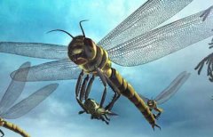 世界上最大的蜻蜓蛇蜻蜓超过20厘米
