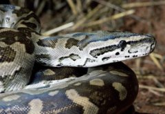 世界上最稀有的十种水果可能除了蛇