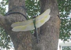 世界上最厉害的捕猎手？蜻蜓捕猎成功