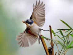 世界上最危险的鸟类鹤鸵能瞬间掏出