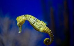 迄今为止发现的最原始的三叶虫化石动摇了人