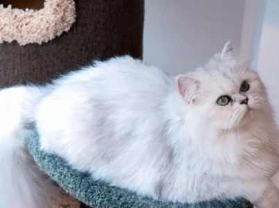 你家的猫咪有泌尿问题?自制猫饭可能会帮到你,尿路结石不要慌