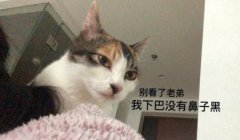 猫咪脚臭单纯是患趾间炎吗？了解猫咪有脚臭