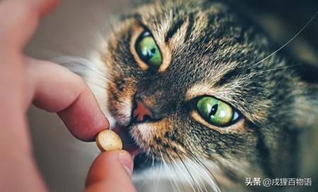 猫咪脚臭单纯是患趾间炎吗？了解猫咪有脚臭的常见真相及解决方法
