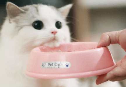 猫咪怀孕后预产期怎么算？如何判断怀孕和要生了？