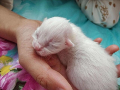猫咪怀孕后预产期怎么算？如何判断怀孕和要生了？