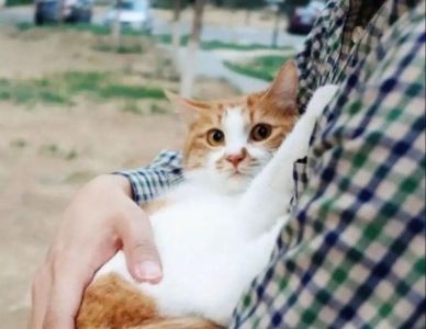 猫咪体内驱虫药大盘点：只谈效果不谈价格