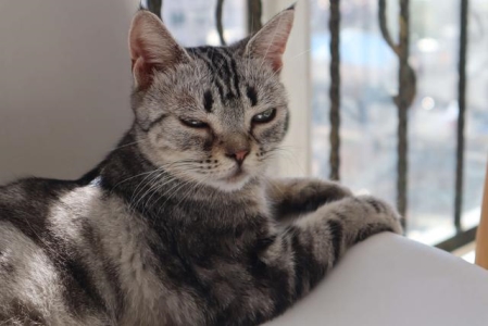 猫害怕洗澡怎么办？毛脏了不得不洗怎么办？
