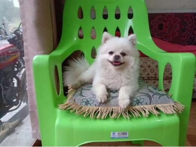 猫害怕洗澡怎么办？毛脏了不得不洗怎么办？