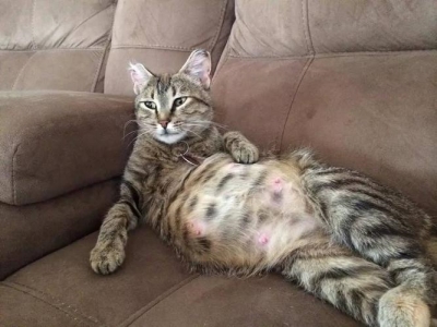 猫害怕洗澡怎么办？毛脏了不得不洗怎么办？