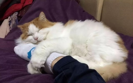 还在担心猫罐头不处于良好的状态？如何制作猫咪营养餐？教你自制营养餐方法