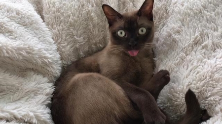 还在担心猫罐头不处于良好的状态？如何制作猫咪营养餐？教你自制营养餐方法