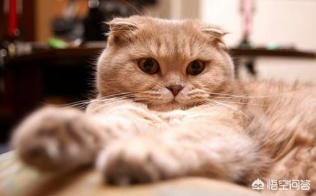 母猫怀孕多少天生产？猫咪生产之前要做什么准备？