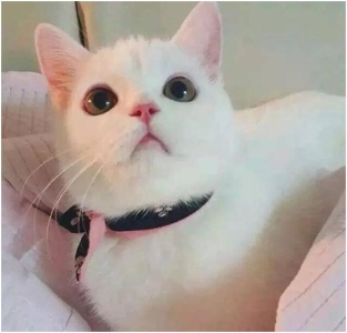 母猫怀孕多少天生产？猫咪生产之前要做什么准备？