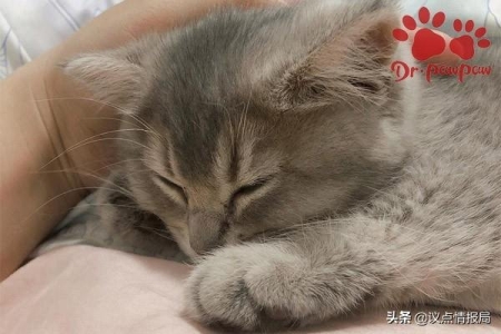 母猫怀孕多少天生产？猫咪生产之前要做什么准备？