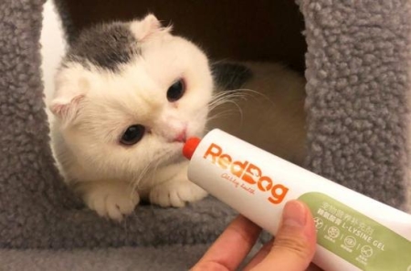 盘点一些你不知道的猫咪冷知识，为什么猫咪突然会没精神呢？