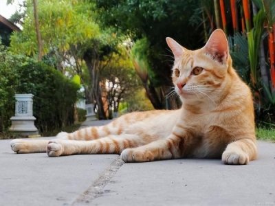 盘点一些你不知道的猫咪冷知识，为什么猫咪突然会没精神呢？