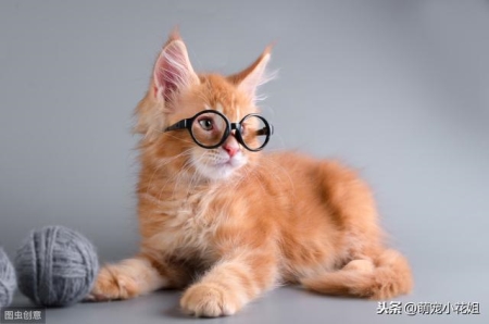 盘点一些你不知道的猫咪冷知识，为什么猫咪突然会没精神呢？
