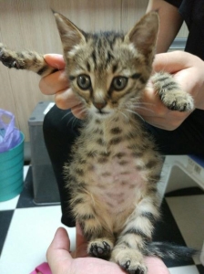 给猫减肥很常见，可你知道如何正确增肥吗？猫咪增肥需要补充什么营养
