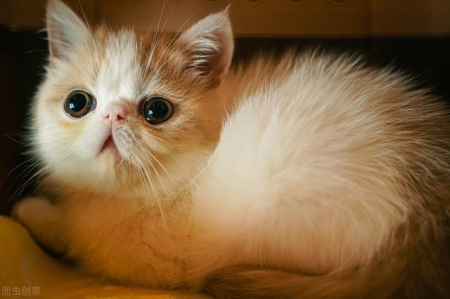 猫咪伤口脓怎么医治？第一时间做好伤口护理的措施，帮助清洁和包扎