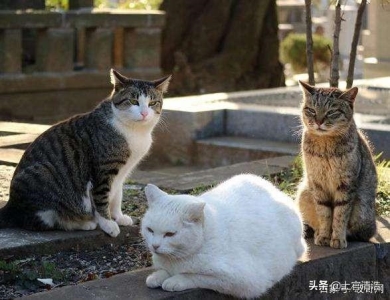 猫咪伤口脓怎么医治？第一时间做好伤口护理的措施，帮助清洁和包扎