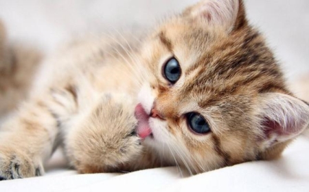 猫咪一直养不熟，怎么和猫咪培养感情？宠物猫养不熟怎么办？