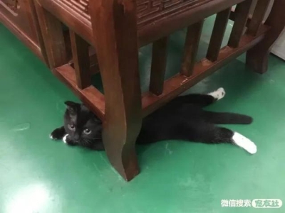 猫咪出现这12种异常，说明生病了，不要忽略了？猫咪比较常见的病症