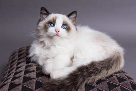 猫也会凌波微步？4个方法让你预判猫下一步往哪走