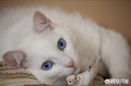 如何让猫咪的毛发更加光亮？让猫咪的毛发更加光亮的三个要点