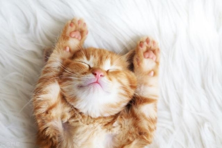 如何让猫咪的毛发更加光亮？让猫咪的毛发更加光亮的三个要点