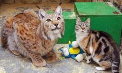 猫咪中毒有哪些症状猫咪误食感冒药解决办法？