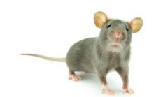 世界上最怪异的老鼠星鼻鼹的鼻尖有