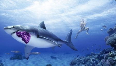 自然界神奇动物在哪里?似狼非狼的西伯利亚雪橇犬 哈士奇为什么叫二哈