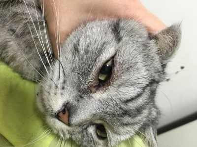 猫咪真的怕水吗？不爱洗澡的真相