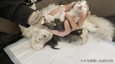 猫痤疮 猫痤疮有什么症状？该如何医治？猫痤疮