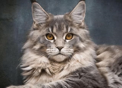 猫痤疮 猫痤疮有什么症状？该如何医治？猫痤疮