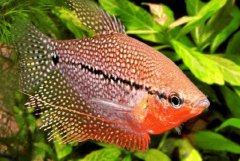 世界上生命最短暂的鱼佛泽瑞尾鳉鱼