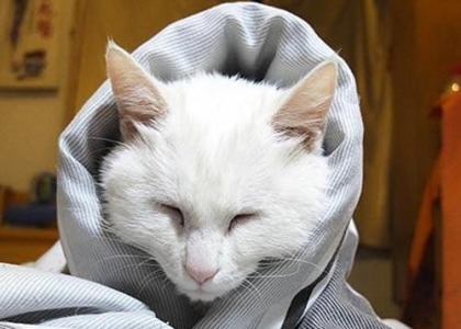 什么猫粮最好?教你一招排除法,为猫咪选择最合适的主粮