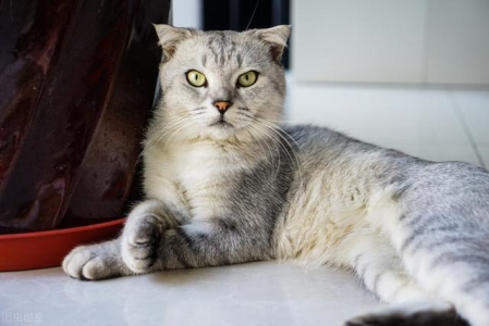 什么猫粮最好?教你一招排除法,为猫咪选择最合适的主粮