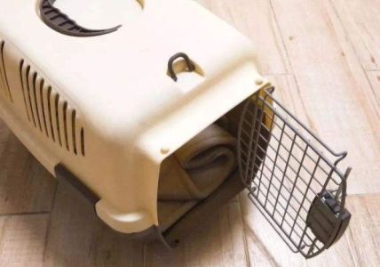 布偶猫好养吗？养了布偶猫后会是怎么样的一种体验呢？