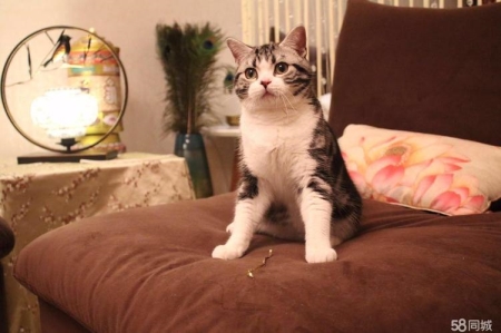 猫咪老是喜欢钻床底下，教给你如何从床底下把猫弄出来的7种方法