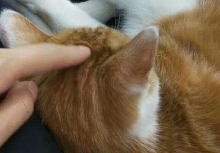 猫咪的鼻子会变色,是什么原因造成的?猫咪主人需要为此担心吗?