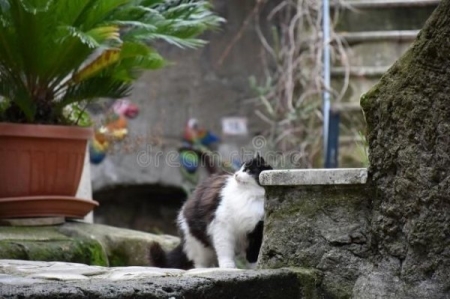 猫咪的鼻子会变色,是什么原因造成的?猫咪主人需要为此担心吗?