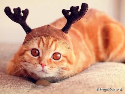 猫咪的鼻子会变色,是什么原因造成的?猫咪主人需要为此担心吗?