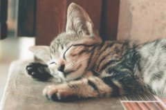 猫咪鼻子耳朵上长黑点这是生病了还是发霉了？小黑点是产生的？